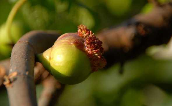 无花果开花像什么作用 无花果开花不开花 无花果有什么营养价值