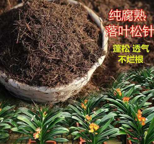 怎么样配制松针土养花 松针土被称作“养花万能土”,怎样才能自制松针土