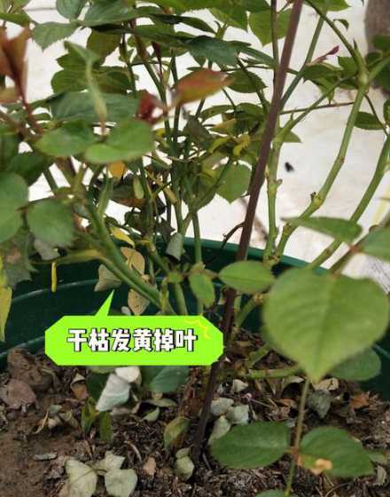 叶尖发黄干枯怎么处理 君子兰叶尖发黄干枯怎么处理