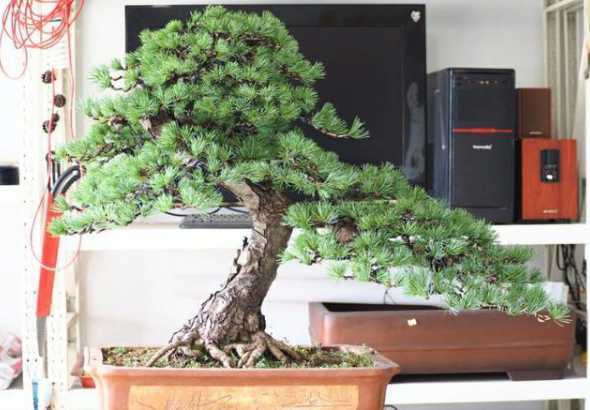 盆栽松树土壤怎么配置 养花用的土怎么配置