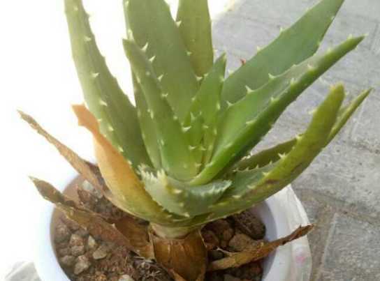芦荟中心发黄怎么回事 养的芦荟发黄枯萎了是怎么回事还有救吗