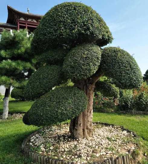 公园入口处栽植什么树 公园适合种什么树,适合种植在公园的树木