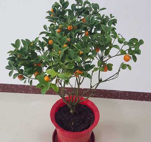 盆栽金桔春季怎么管理 盆栽金桔春季需要把叶子剪掉吗