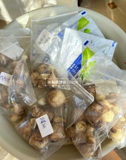 葡萄风信子种球怎么种 葡萄风信子的种植方法
