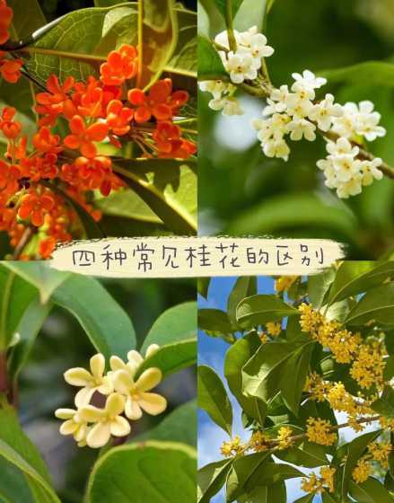 桂花在什么季节开放花 桂花是什么季节开的