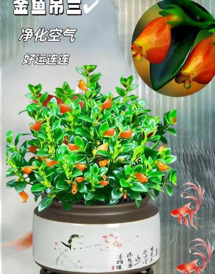 金鱼吊兰的花怎么形容 金鱼吊兰花的寓意是什么