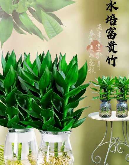 室内养竹子有什么讲究 竹子放家里有什么讲究