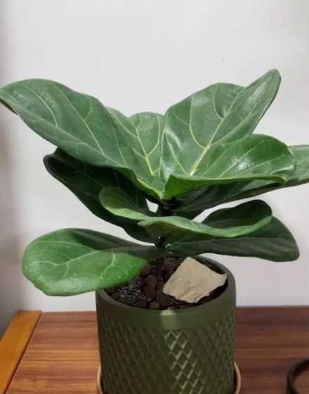 树叶很大厚是什么盆栽 什么品种的梅花适合盆栽