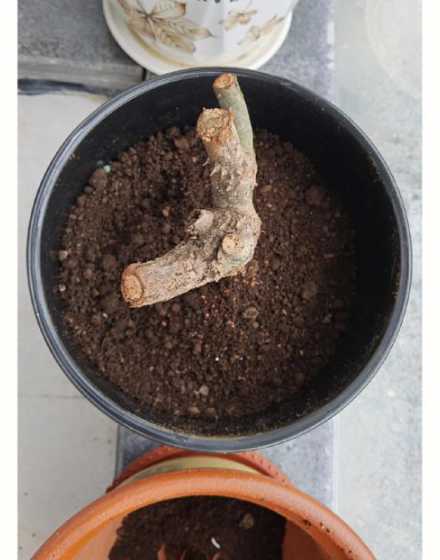 盆景玫瑰花败了怎么办 玫瑰花如何种植