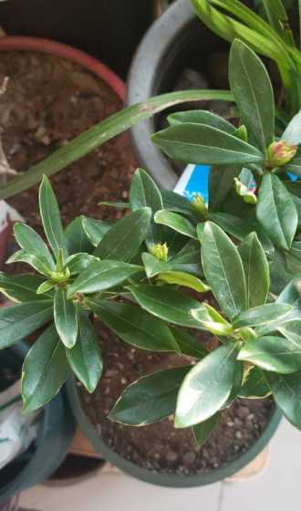 瑞香花苞什么时候变红 金边瑞香花苞变黑脱落