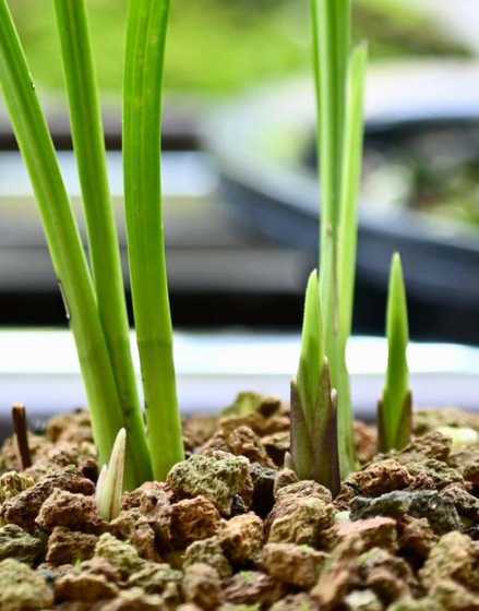 兰花什么时候萌发花芽 兰花什么时候发芽怎样才能让兰花多发芽