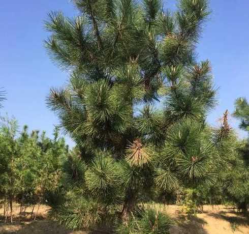 黑松种子1斤出多少棵 黑松种子种植方法 黑松种子种植方法介绍