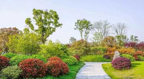 道路两边用什么植物好 常见的马路两边的景观绿化植物