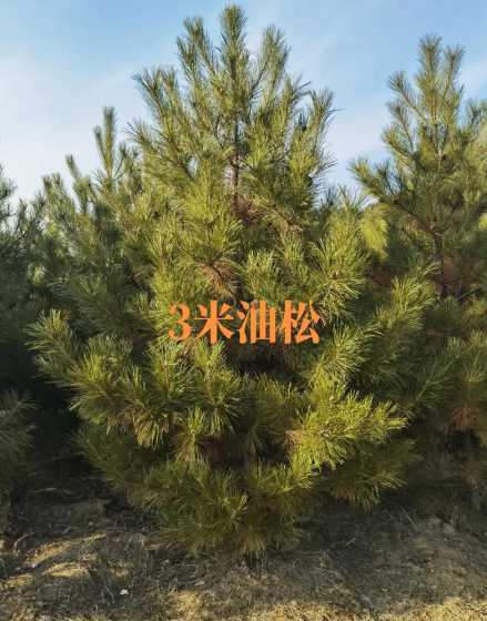 一颗两米的油松多少钱 4米油松多少钱一棵