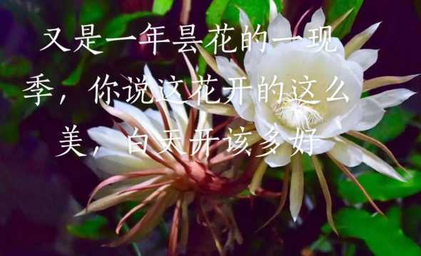 昙花的花语是什么样子 昙花花语及代表意义