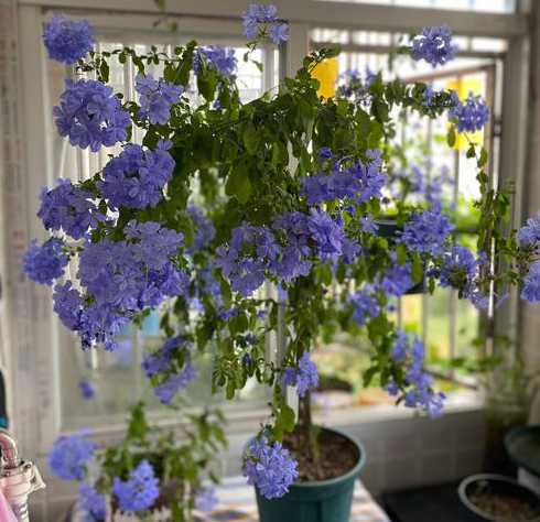 花儿怎么养才能更旺盛 杜鹃花盆景怎么养
