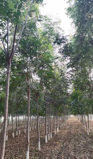 8公分北栾树价格多少 北方栾树的种类