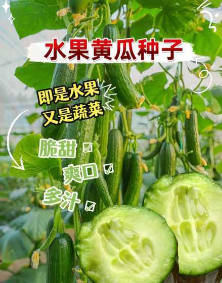 水果黄瓜还是籽怎么种 水果黄瓜怎么种植