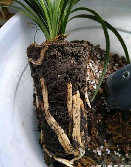 种兰花怎么自己制作土 养殖兰花怎么配土