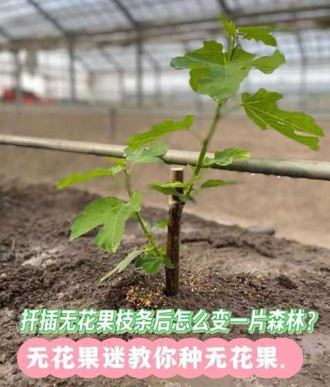 盆栽无花果怎么养扦插 无花果的扦插方法