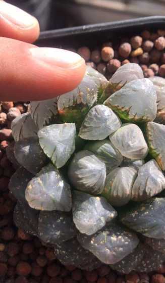 玉露长虫子了怎么处理 被马蜂蛰了,怎么办