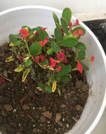 虎刺梅刺着了怎么处理 虎刺梅的斩首方法