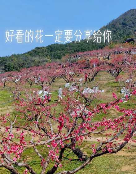 桃花与什么花同时开放 迎春花和桃花谁先开放