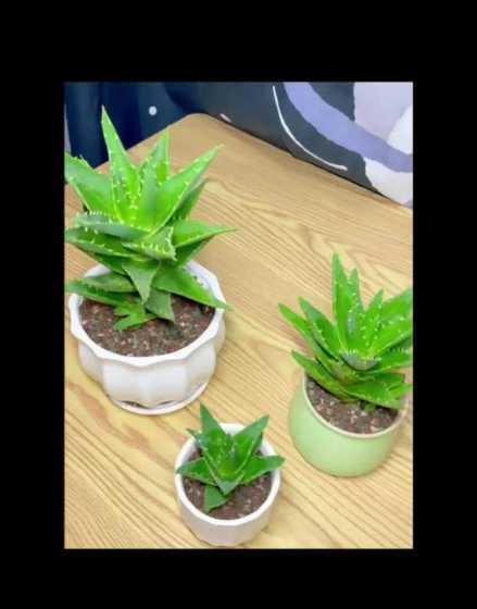 小盆栽芦荟冬季怎么养 盆栽芦荟冬天怎么养