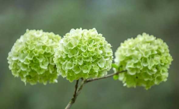 冬季适合养什么花室外 适合冬季养的盆栽植物