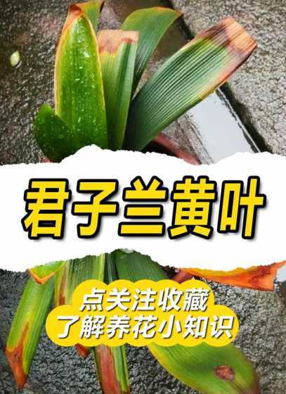 君子兰为什么会出黄叶 君子兰为什么黄叶