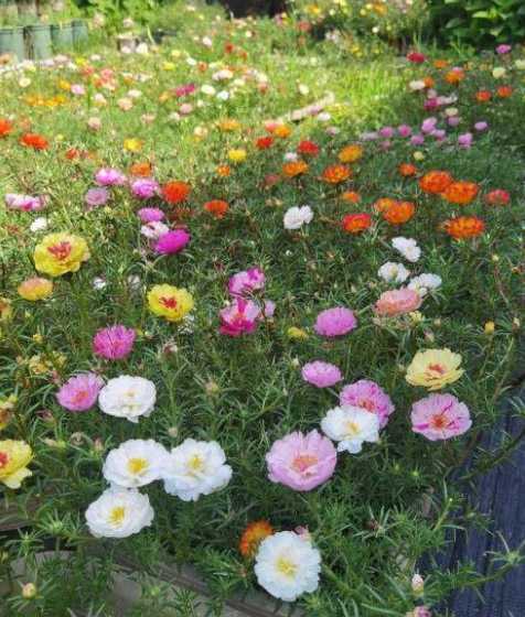 夏季家庭适合养什么花 夏天室内适合养什么样的花