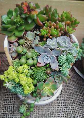 盆栽多肉组合怎么摆放 多肉植物可以和蕨类植物进行组合盆栽吗