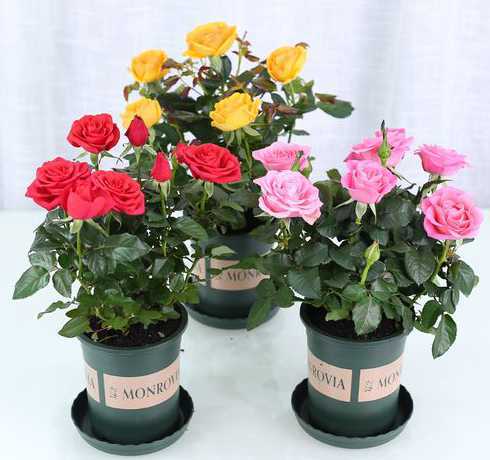 玫瑰花枝怎么种植盆栽 玫瑰花蔫了怎么补救