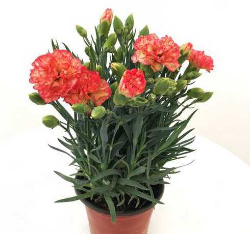 康乃馨盆栽花用什么土 康乃馨适合什么土种植