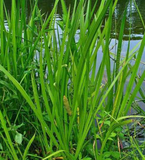 宽叶的菖蒲是什么品种 求兰花品种名