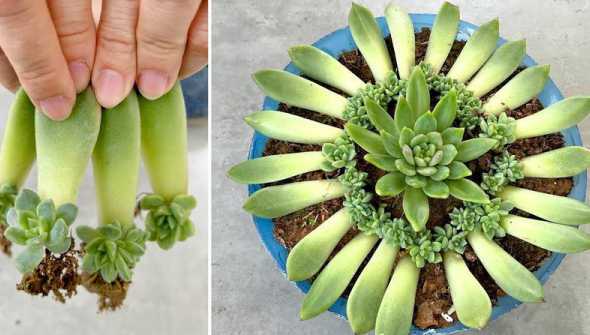 怎么样快速让多肉繁殖 多肉植物怎么繁殖
