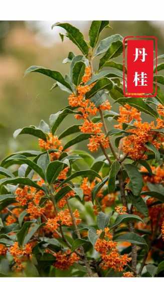 桂花是在什么季节开花 桂花是什么季节开放