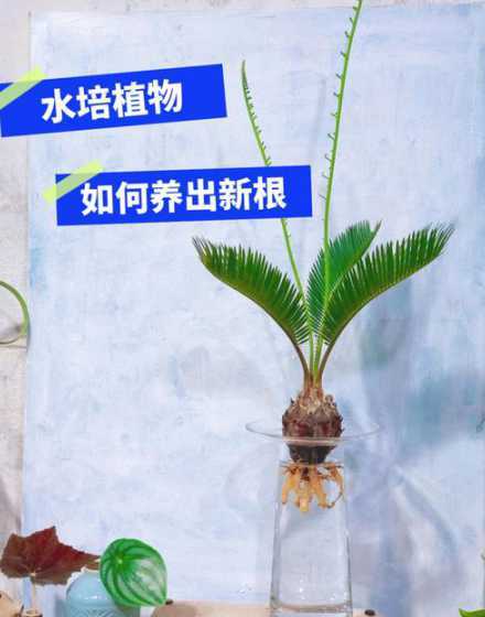 水培生根后上盆怎么养 水培植物出根能上盆吗清理根系后移植上盆
