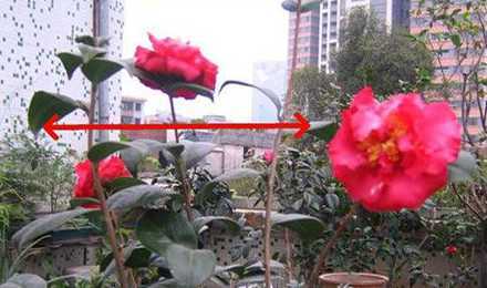 茶梅开花以后怎么剪枝 茶梅树如何剪枝