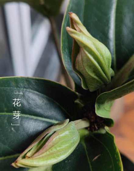 宝莲灯花新发芽什么样 宝莲灯花种球是什么样子