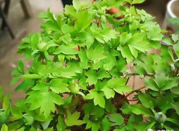 十年牡丹为什么不开花 我养一棵白牡丹花十年怎么不开花