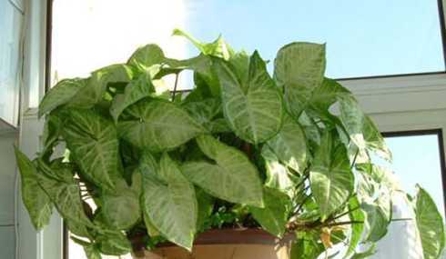 植物网上的绿植怎么样 绿色植物除甲醛真的有效吗