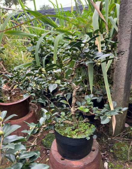茶梅盆景什么时间修枝 茶梅盆景怎么养(茶梅种植方法及养护)