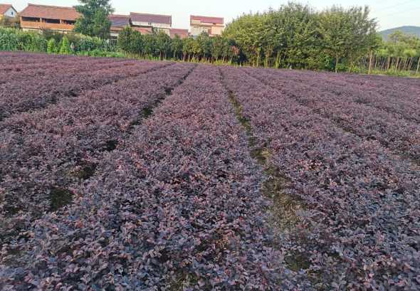 附近哪里有红花继木苗 红花继木苗栽培技术(红花继木的养殖方法和注意事项)