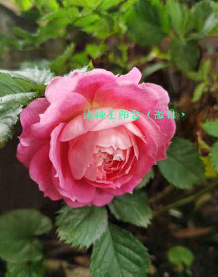 为什么我的月季开花迟 我的月季花总是打完花骨朵之后就蔫掉了为什么呢