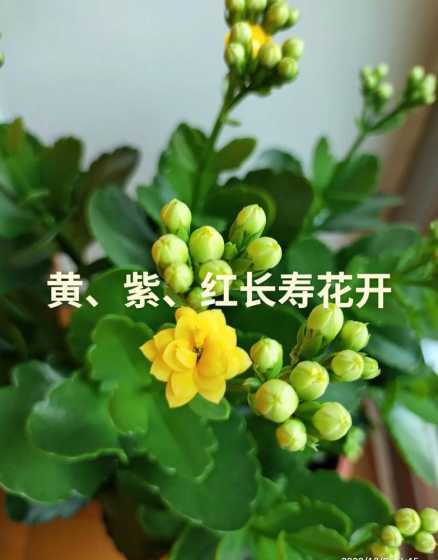 长寿花为什么开的花少 长寿花为什么不开花只长叶子
