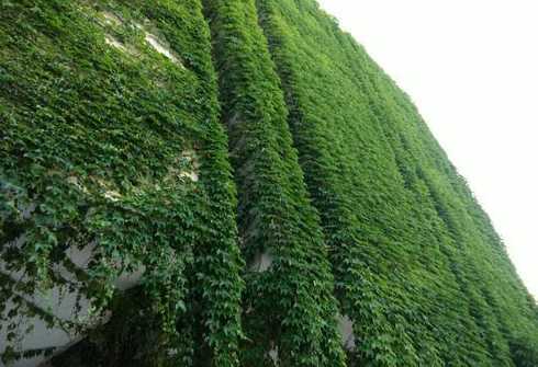 爬山虎一平方米多少株 多年生植物爬山虎小苗价格多少钱一株