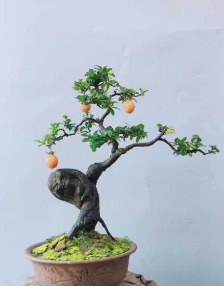 金蛋子树用什么土栽好 金蛋子树是不是国家管控的植物品种多谢!