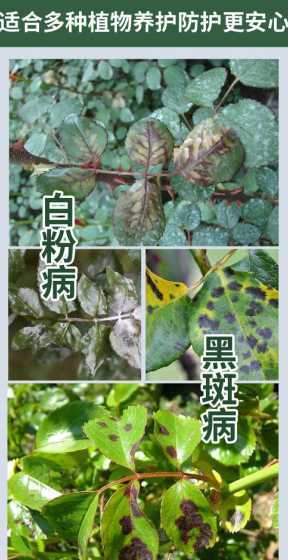 月季多久喷一次多菌灵 多菌灵能给月季浇水吗
