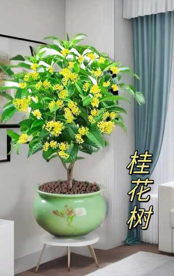 四季桂为什么冬天开花 四季桂花冬天开花吗